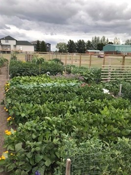 garden