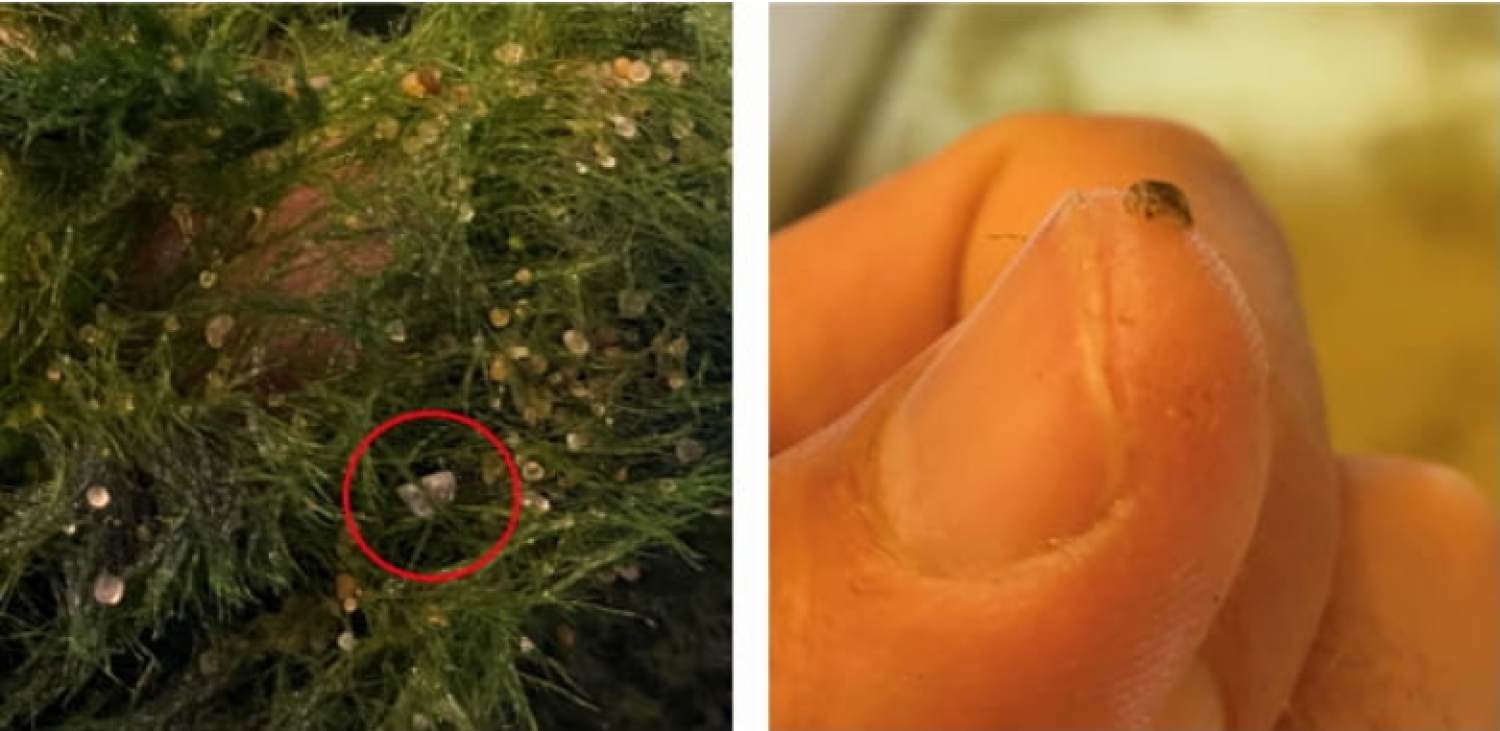 Alert: Zebra Mussels Found in Aquarium Moss Ball Products